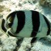 Banded Butterflyfish