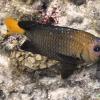 Yellowtail Damselfish