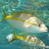 Yellowtail Snapper