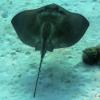 Southern Stingray