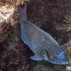 Blue Parrotfish