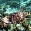 Hawksbill turtle