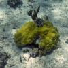 Mustard Hill Coral (2009)