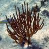 Black Sea Rod (2009)