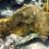 Symmetrical Brain Coral (2009)