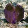 Sea Fan (2009)