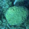 Grooved Brain Coral (2009)