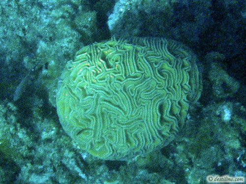 Grooved Brain Coral (2009)