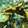 Elkhorn Coral (2009)