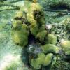 White Encrusting Zoanthid (2009)