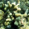 Finger Coral (2009)