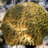 Knobby Brain Coral (2009)