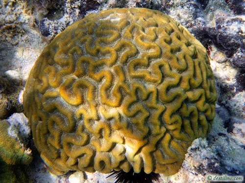 Knobby Brain Coral (2009)