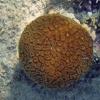 Corals