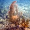 Sea Plumes (2009)