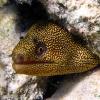 Goldentail Moray (2009)