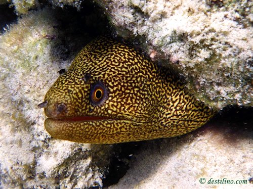 Goldentail Moray (2009)