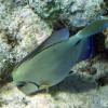 Ocean Surgeonfish (2009)