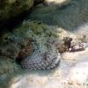 Spotted Scorpionfish (2009)