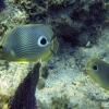 Four-eye Butterflyfish (2009)