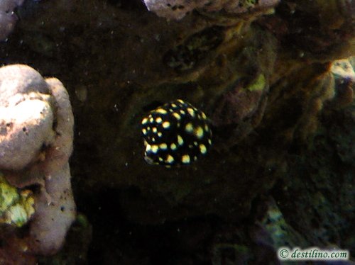 Smooth Trunkfish post-larval Juv. (2009)   