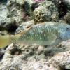 Yellowtail Parrotfish Initial Phase (2009)