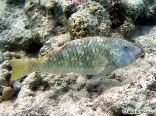 Yellowtail Parrotfish Initial Phase (2009)
