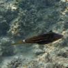 Orangespotted Filefish (2009)