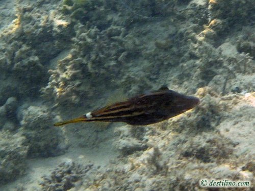 Orangespotted Filefish (2009)