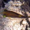 Sharpnose Puffer (2009) 