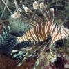 Turkey Lionfish (2009)