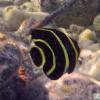 French Angelfish Juveline (2009)