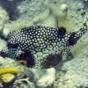 Smooth Trunkfish (2009)