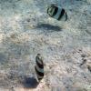 Banded Butterflyfish (2009)