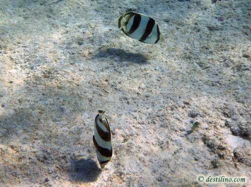 Banded Butterflyfish (2009)
