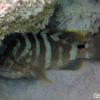 Nassau Grouper (2009)