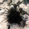 Rock-Boring Urchin (2009)