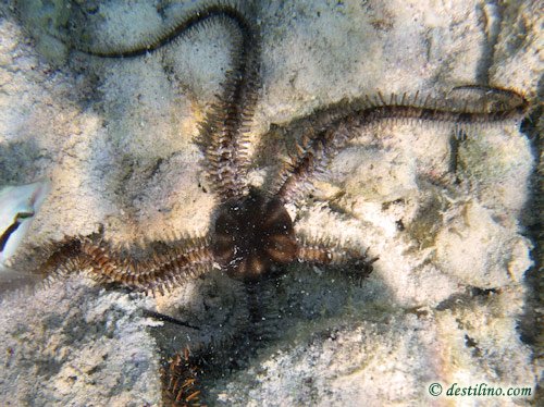 Spiny Brittle Star (2009)