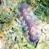 Fuzzy Chiton (2009)