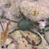 Banded-Arm Brittle Star (2009)