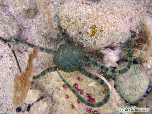 Banded-Arm Brittle Star (2009)