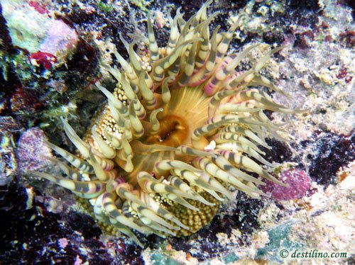 Anemone (unknown type) (2009)
