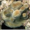 Thin Finger Coral (2007)