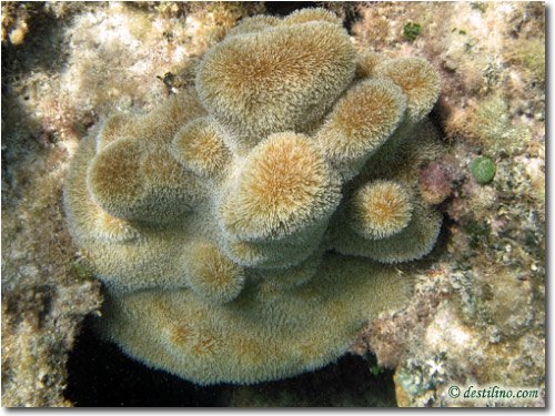 Thin Finger Coral (2007)
