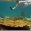 Elkhorn Coral (2008)