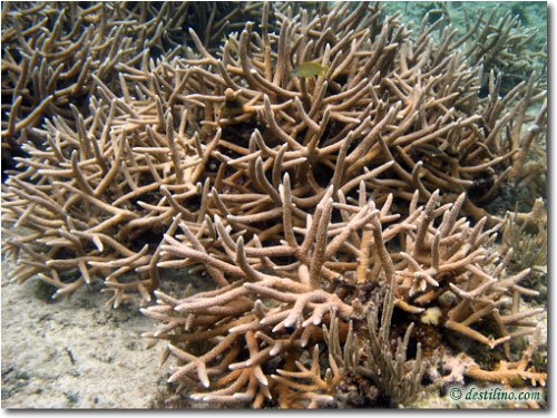 Staghorn Coral (2008)