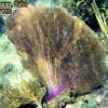 Common Sea Fan (2010)