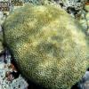 Symmetrical Brain Coral (2010)
