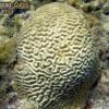 Grooved Brain Coral (2010)