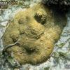 Knobby Brain Coral (2010)